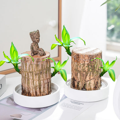 🔥Best Christmas gifts of 2025🎄Lucky Brazil Wood Potted Plant🎊