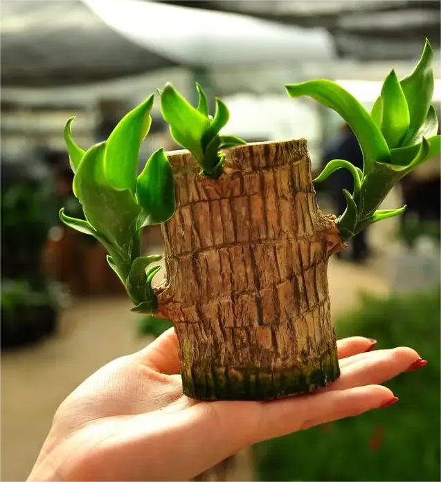 🔥Best Christmas gifts of 2025🎄Lucky Brazil Wood Potted Plant🎊