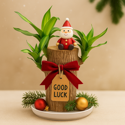 🔥Best Christmas gifts of 2025🎄Lucky Brazil Wood Potted Plant🎊