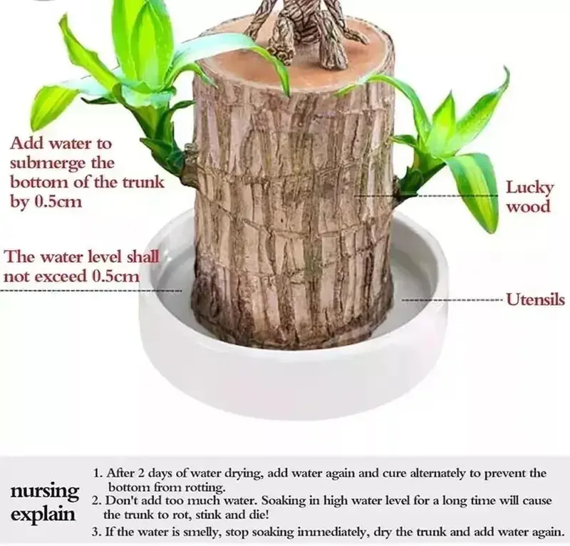 🔥Best Christmas gifts of 2025🎄Lucky Brazil Wood Potted Plant🎊