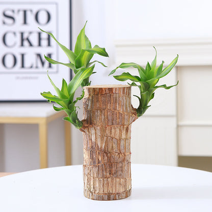 🔥Best Christmas gifts of 2025🎄Lucky Brazil Wood Potted Plant🎊