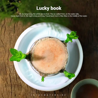 🔥Best Christmas gifts of 2025🎄Lucky Brazil Wood Potted Plant🎊